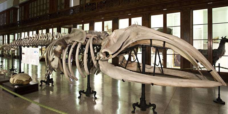 Museum für Naturwissenschaften