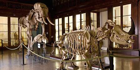 Zoologisches Museum – Museum für Naturwissenschaften