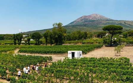 Ab Neapel: Weinprobe an den Hängen des Vesuvs mit Mittagessen