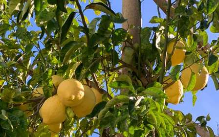 Sorrento: Zitronengarten-Tour mit Marmeladenverkostung