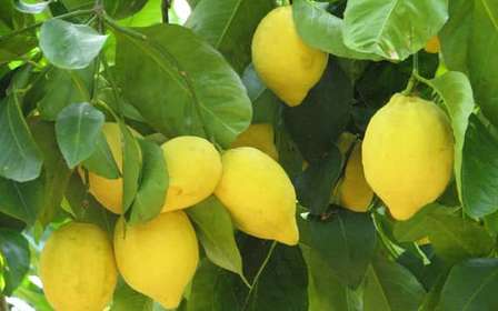Sorrento: Zitronen-, Olivenöl- und Weinverkostung Tour mit Mittagessen