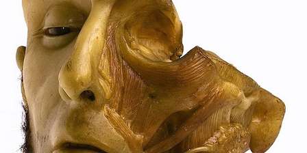 Museum der menschlichen Anatomie