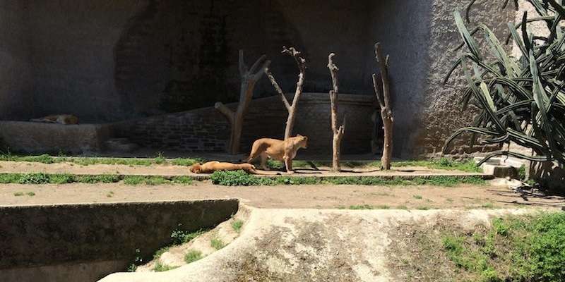 Zoo Neapel