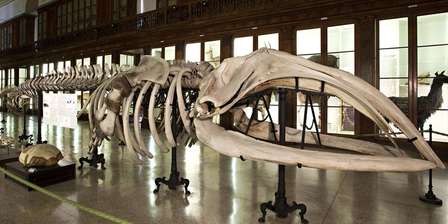 Museum für Naturwissenschaften