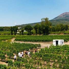 Ab Neapel: Weinprobe an den Hängen des Vesuvs mit Mittagessen