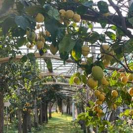 Sorrento: Zitronengarten-Tour mit Marmeladenverkostung