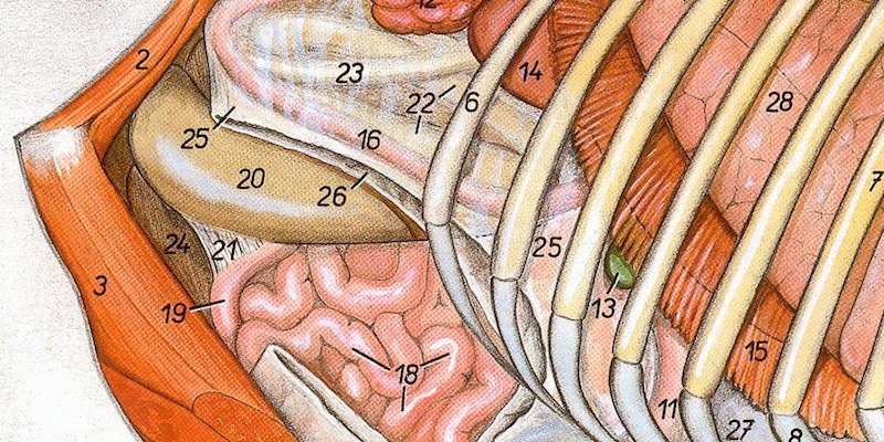 Museum für tierärztliche Anatomie