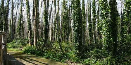 Camaldoli-Hügel