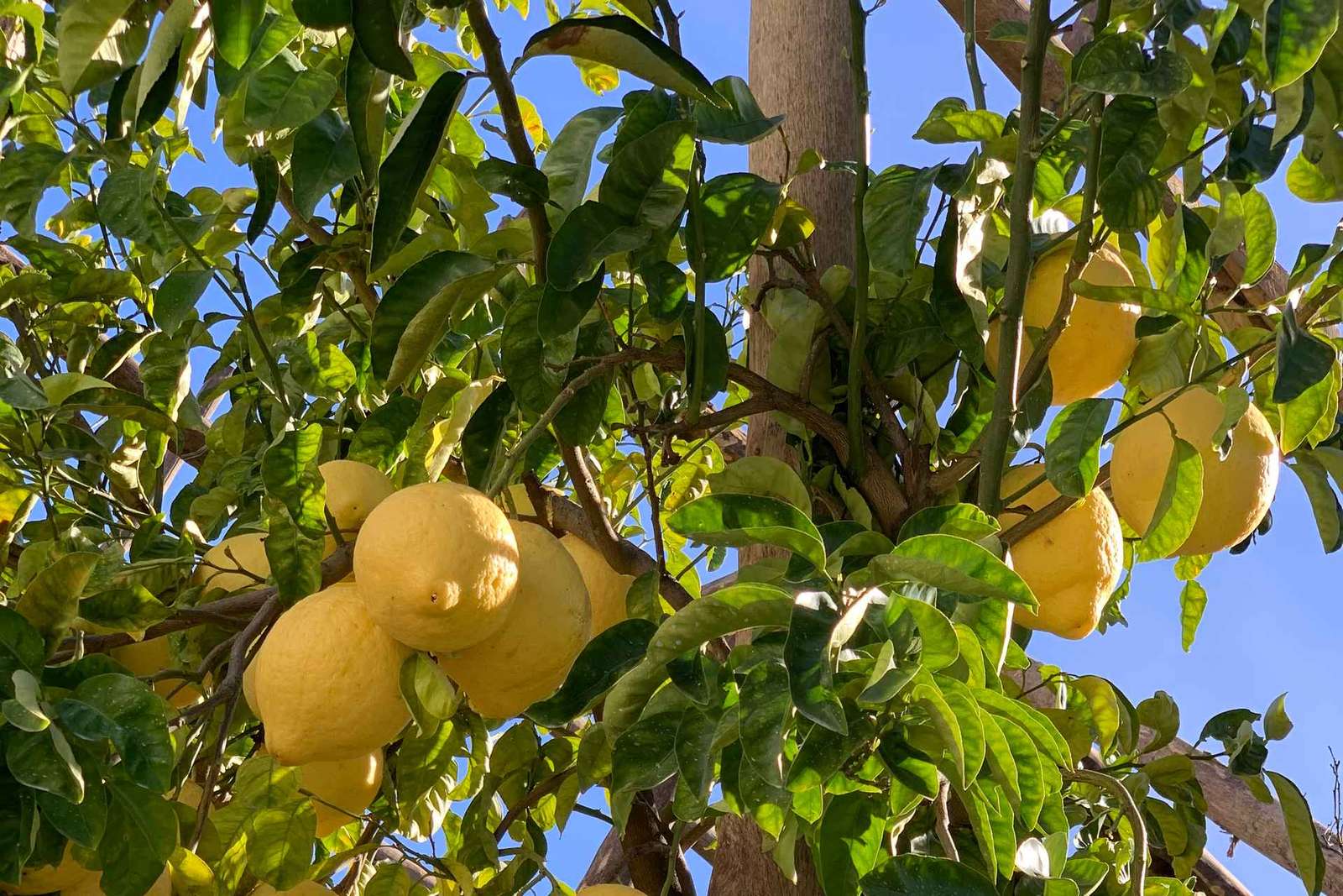 Sorrento: Zitronengarten-Tour mit Marmeladenverkostung