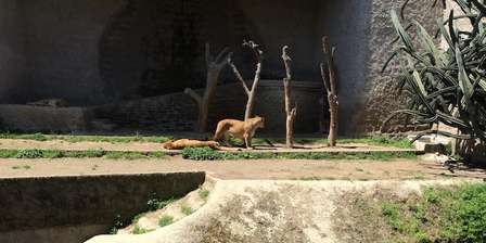 Zoo Neapel