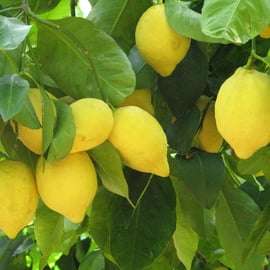 Sorrento: Zitronen-, Olivenöl- und Weinverkostung Tour mit Mittagessen