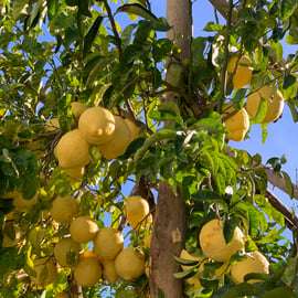 Sorrento: Zitronengarten-Tour mit Marmeladenverkostung